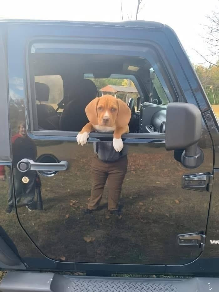 Un chien avec un pantalon ?