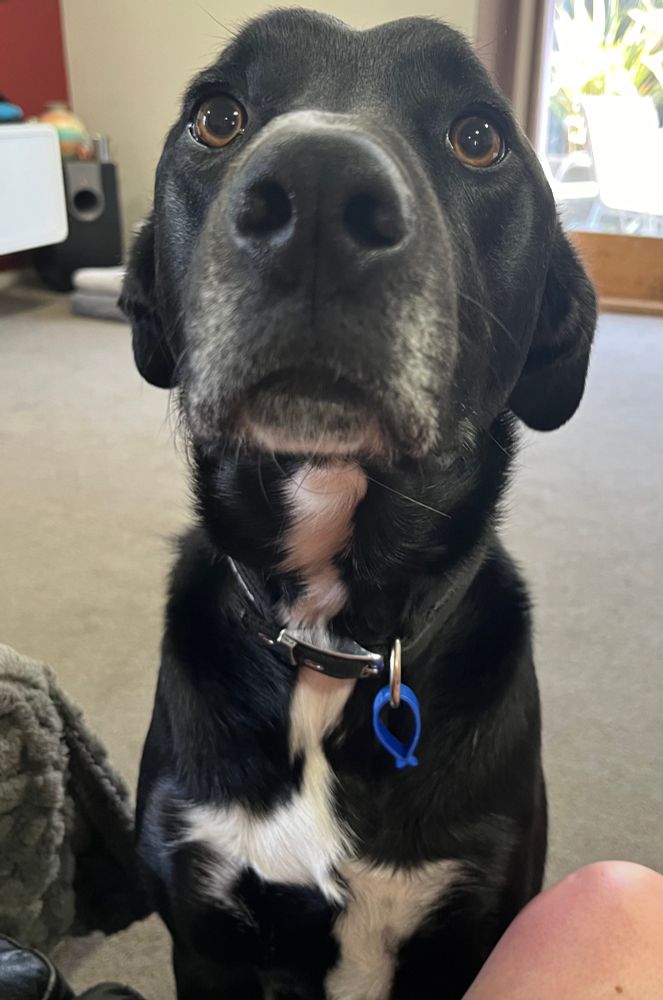 A large black dog with white flash on his chest. Looking distinguished with some white around his muzzle - he’s only three so much more doofus than distinguished. He is sitting gazing expectantly in hope of a game, walk or treat. Ears pinned back ready for action. 