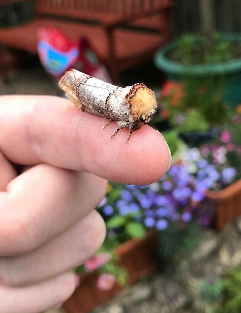 A buff tip moth, which camouflages itself by looking like a broken bit of a silver birch branch. It’s silvery-grey, with wings at rest that look a lot like bark. Yellow-beige colouring at the front of the thorax and at the tips of the forewings look like pale wood