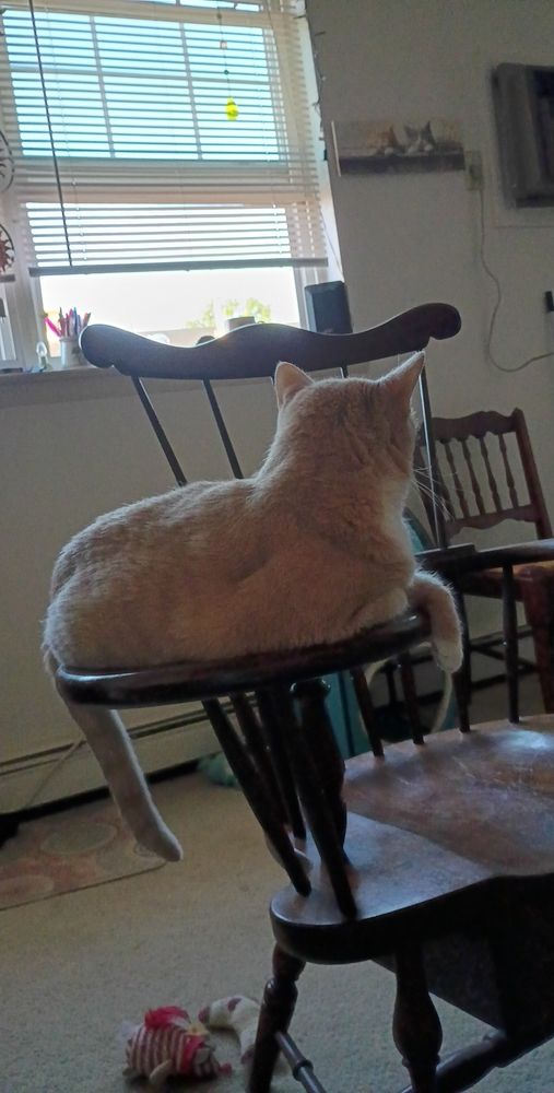 Cream buff cat lounging with her back to me. 