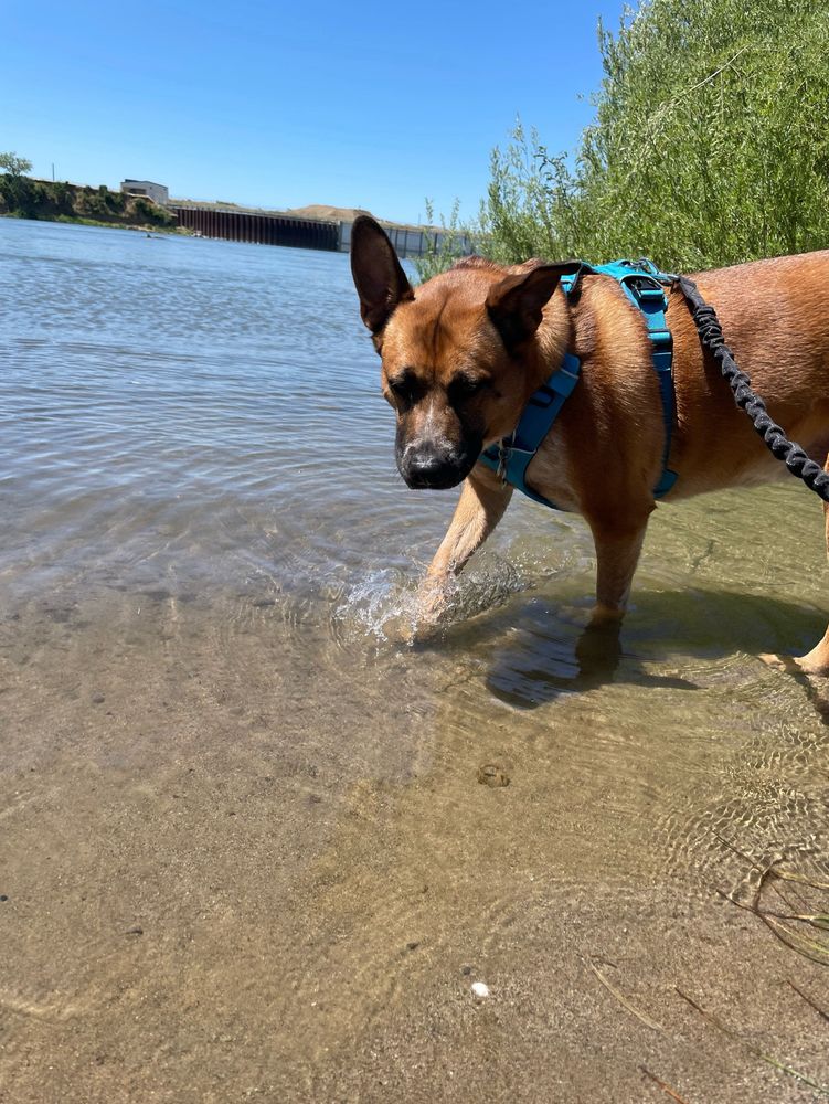 my dog Penny stepping into Chico creek