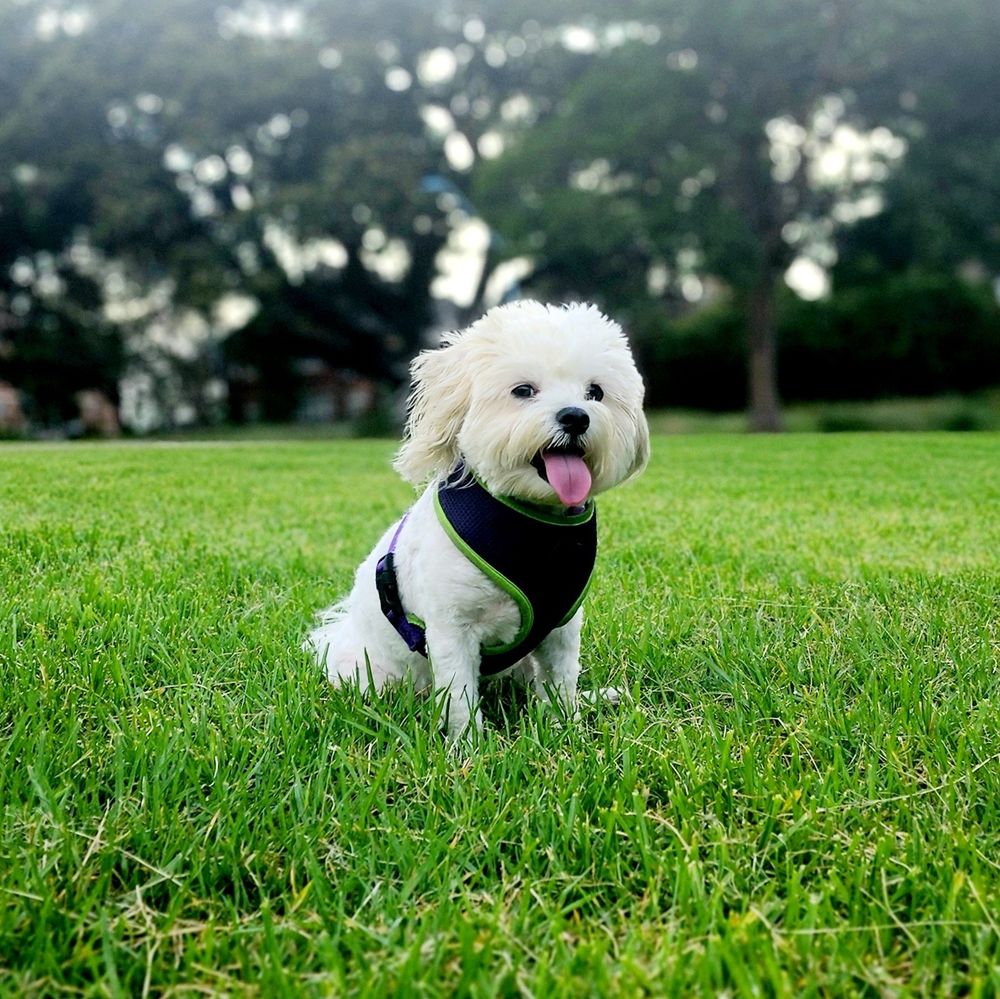 A really good boy in his doggy harness sitting on the grass in the park and smiling for the camera.