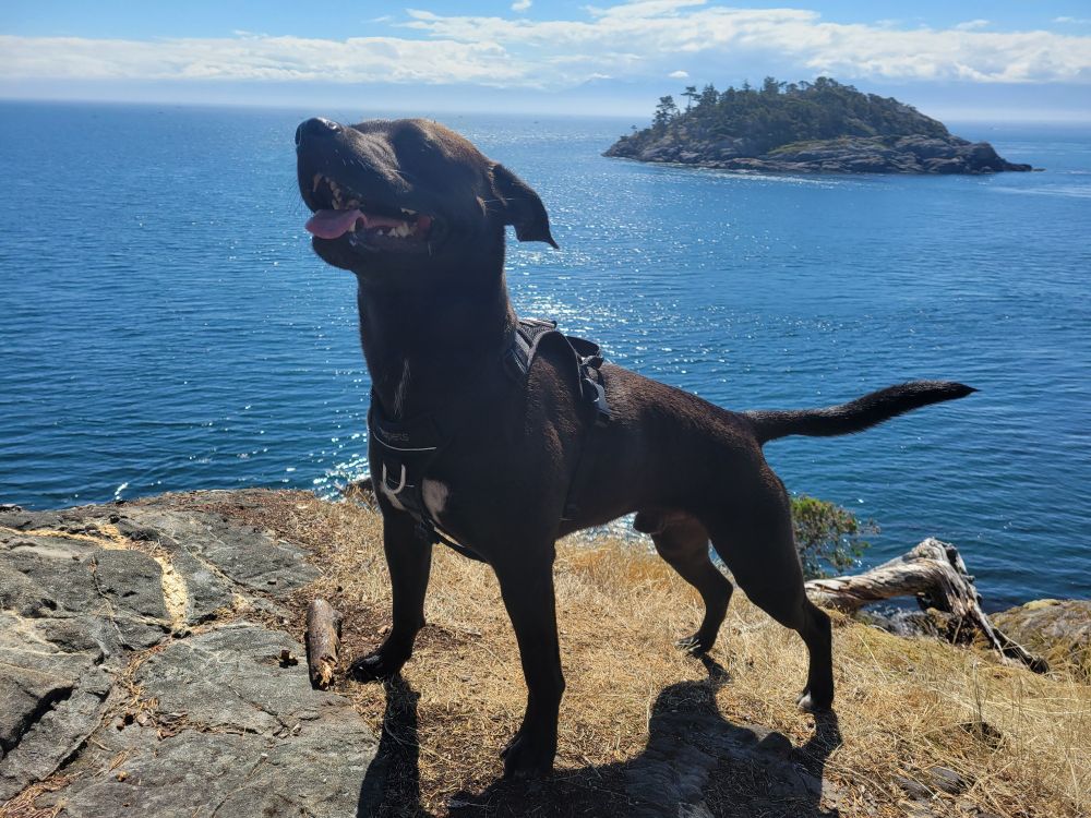 A black dog standing on a hill above the vivid blue ocean on a calm sunny day 