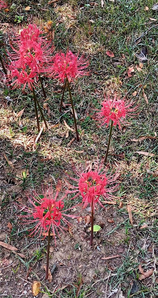 A photo of a small cluster of red spider lilies.