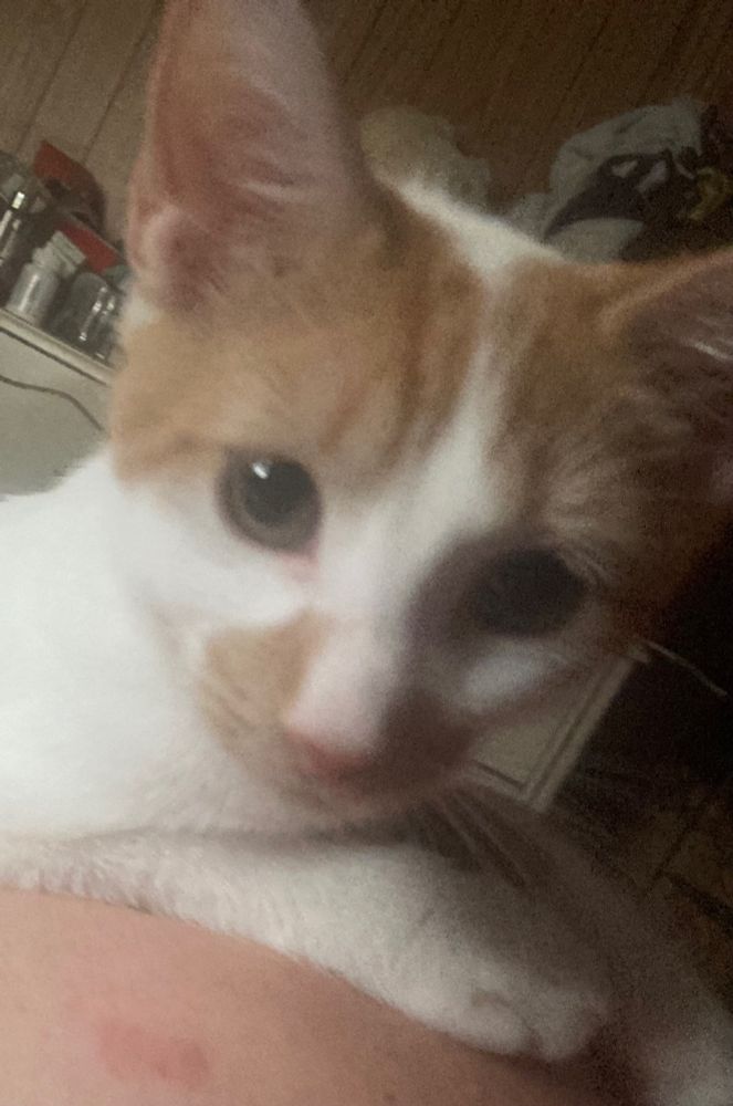white and orange kitten