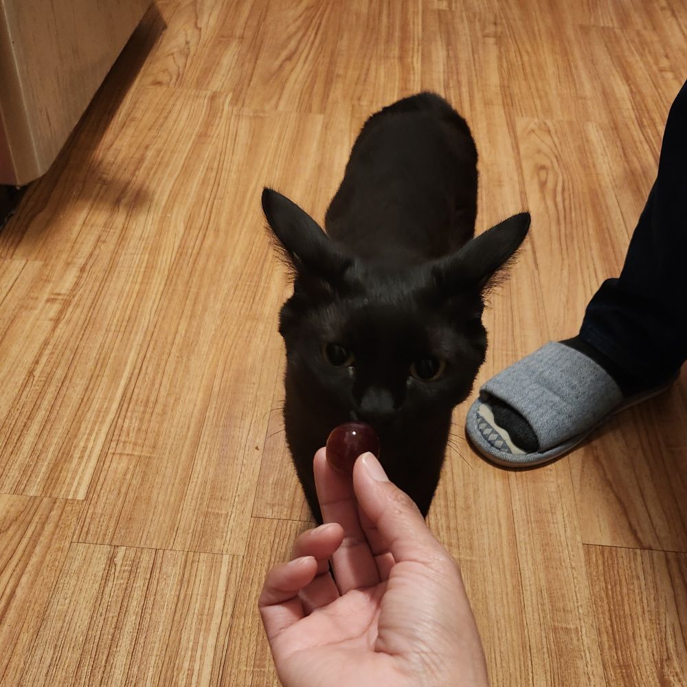 Campos, a black cat, sniffing a single red grape