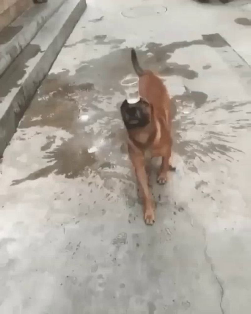 a brown dog with a cup in its mouth walking on a wet sidewalk