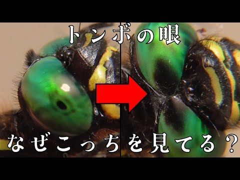 【雑学】昆虫の眼がずっとこっちを見てくる理由