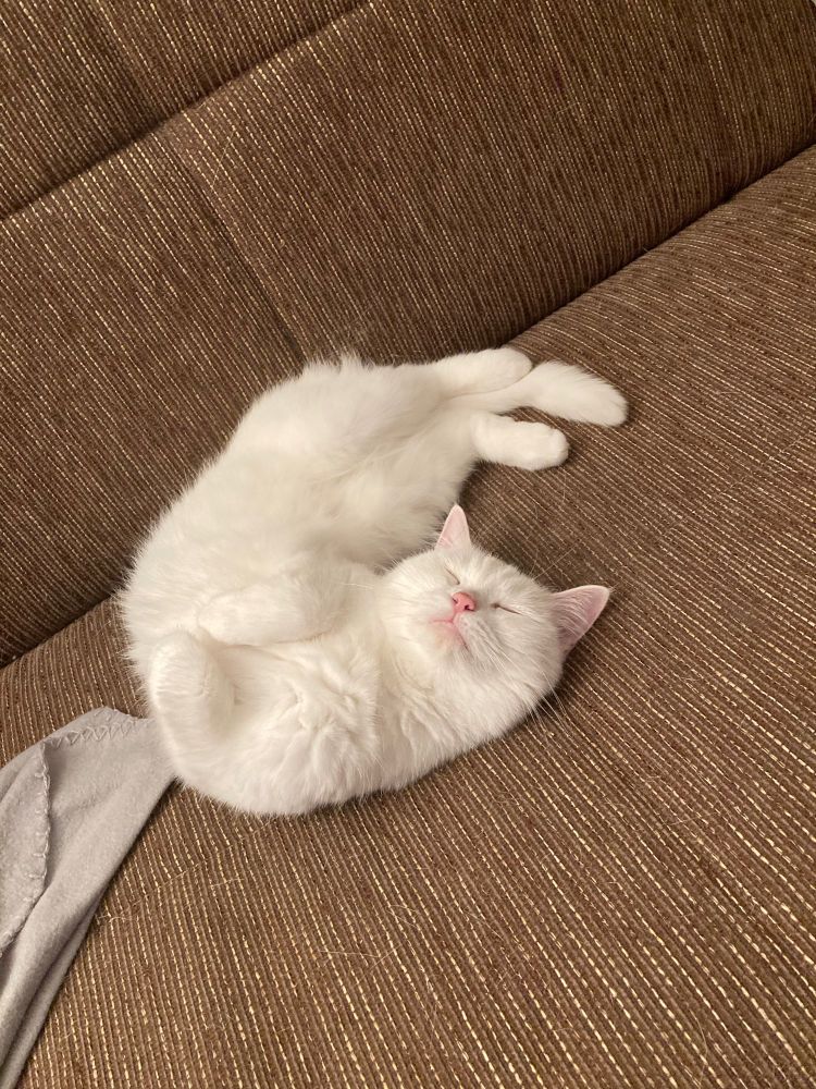 schlafende weiße Katze auf dem Sofa