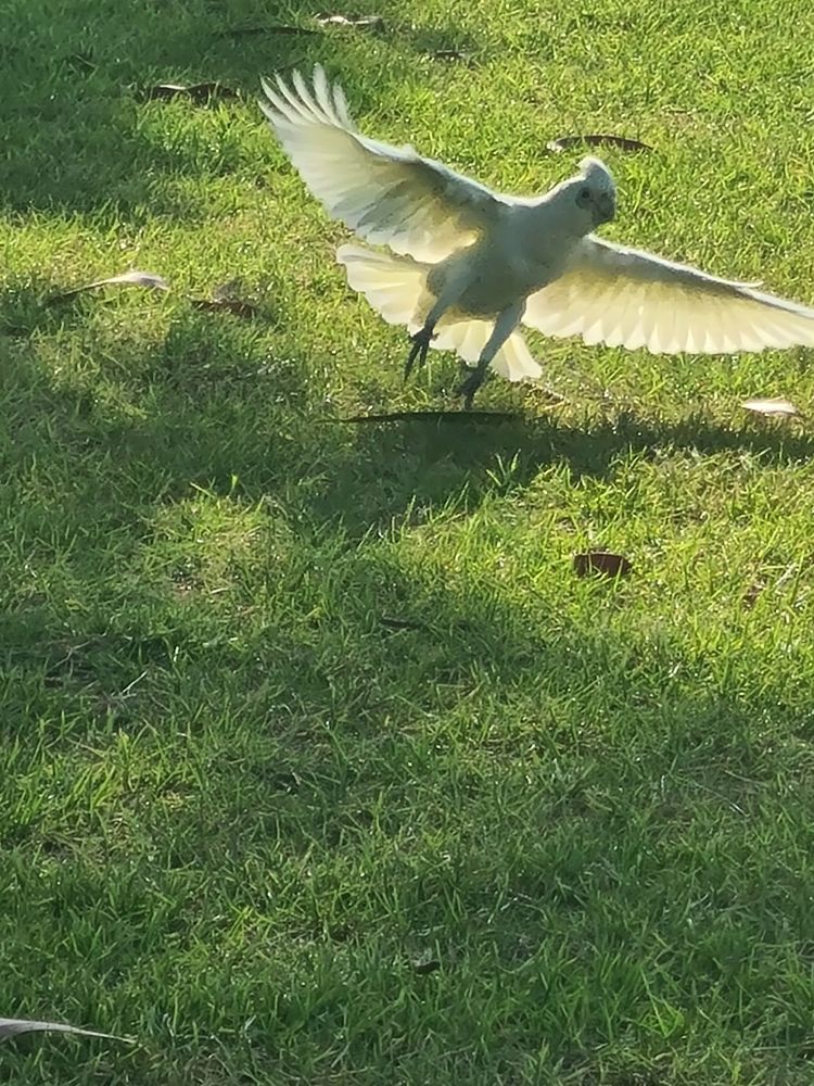 A corella taking flight after playing with a leaf.