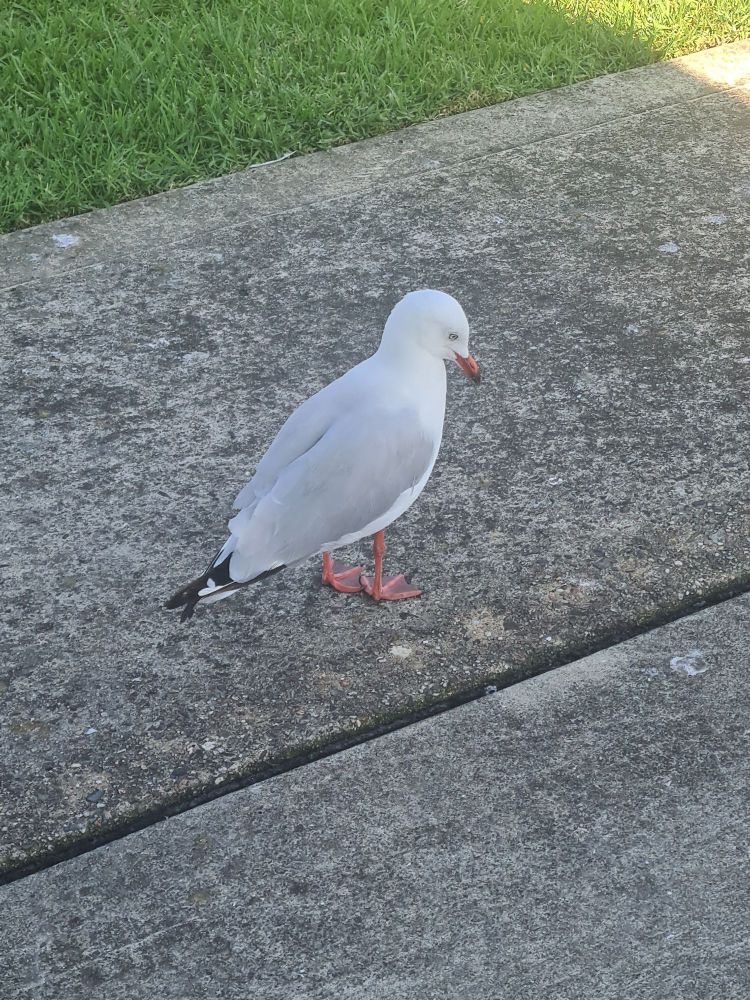 A silver gull standing on concrete in the shade, looking down.