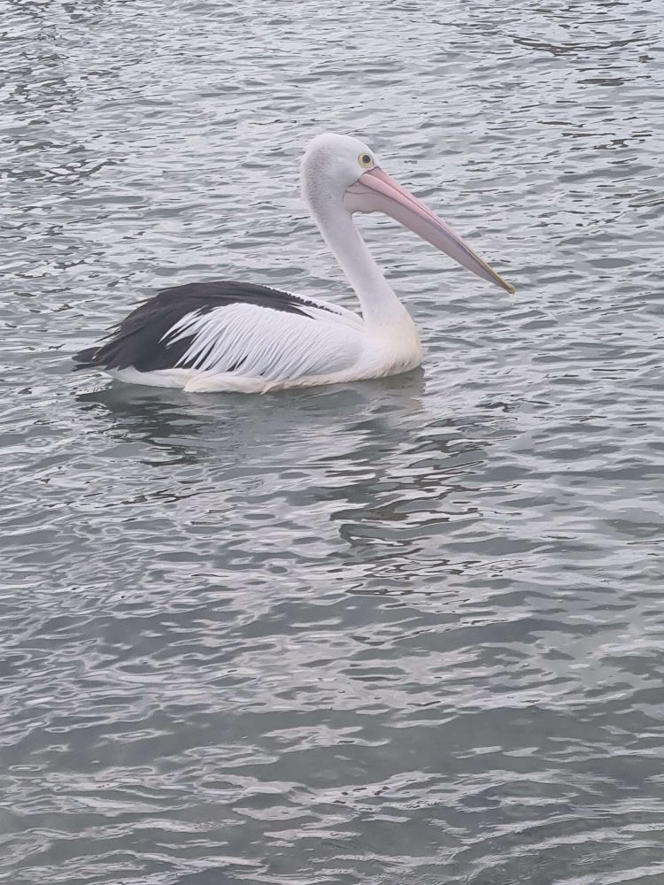 A pelican floating in the water. The water is a grey-blue color. 