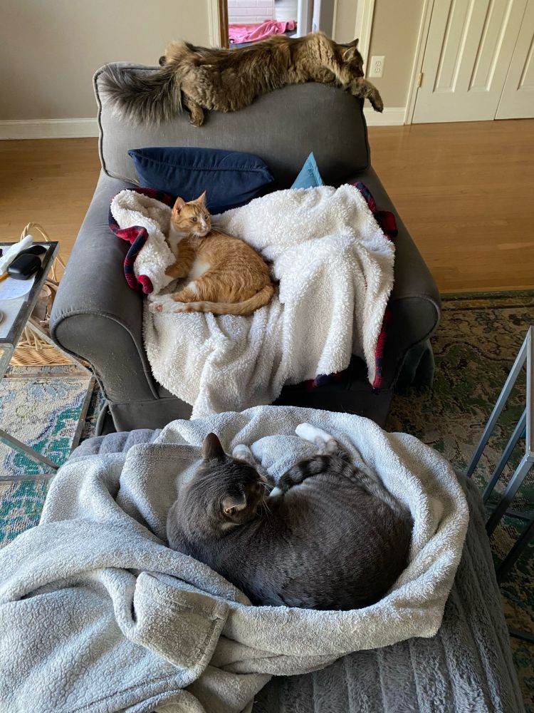 Three tabby cats (one brown, one silver, one orange) cozily ensconced in a row on the furniture even though the brown one is a real punk who usually causes trouble.
