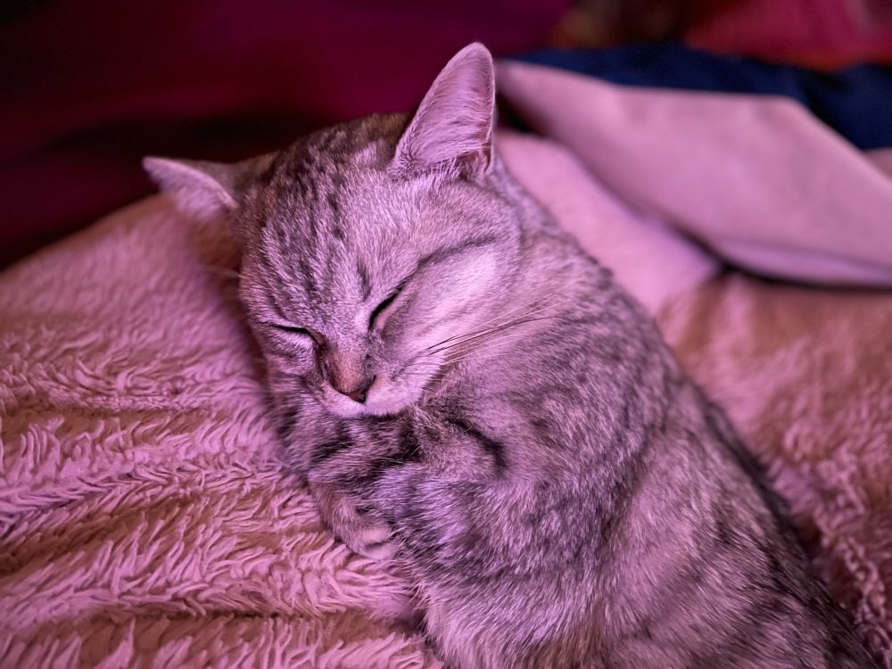 my gorgeous little girl Cosette (a 6mo british x scottish short hair kitten) snuggling on a very soft rose pink blanket
