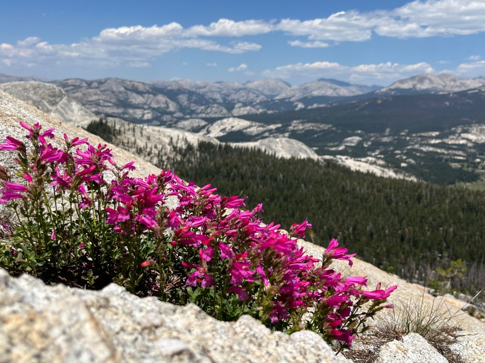 growing on bright granite, a crop of pink penstemon “mountain pride” neon against a gem-bright blue sky 