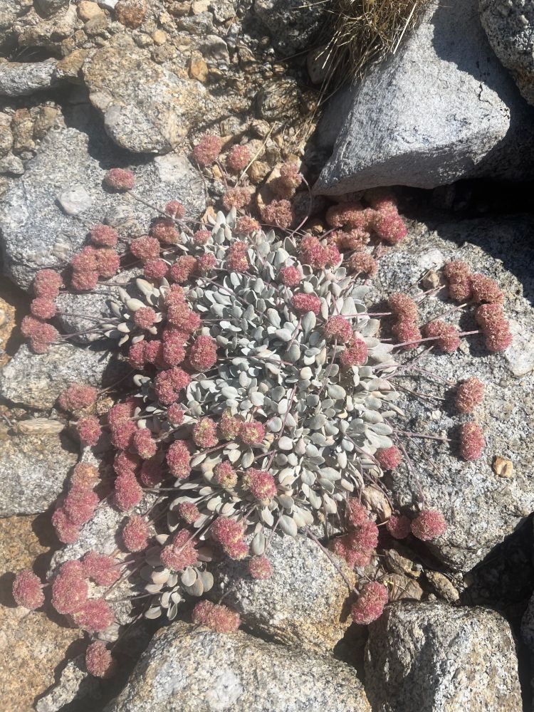 buckwheat of sorts found on top of the dome