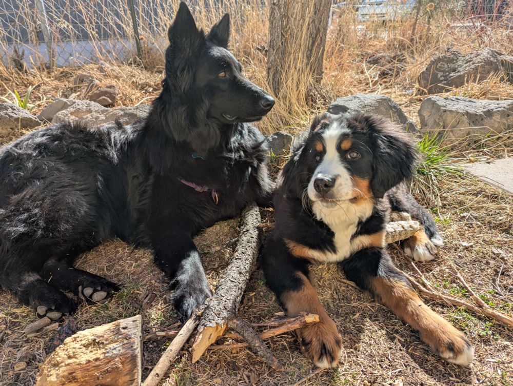 Two noble dogs posing in the sun with their stick collection