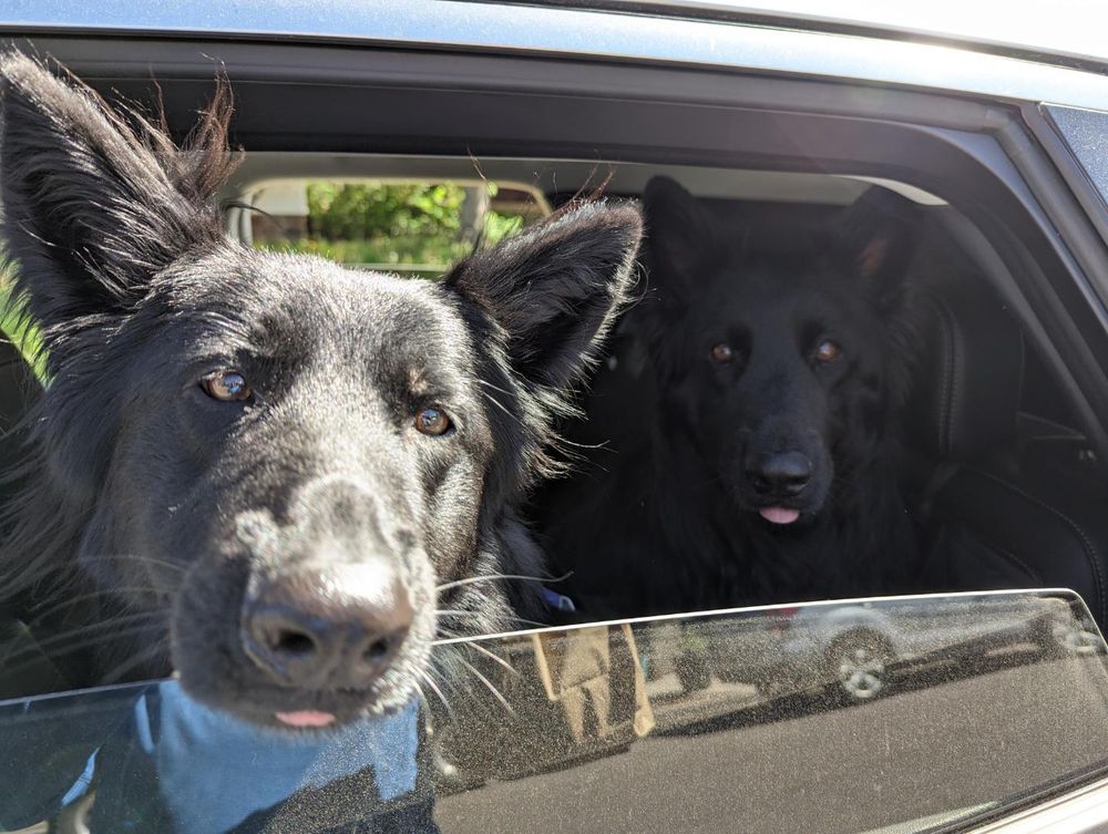 2 Black German shepherds stick their heads out a car window and poke their tongues out just a little bit