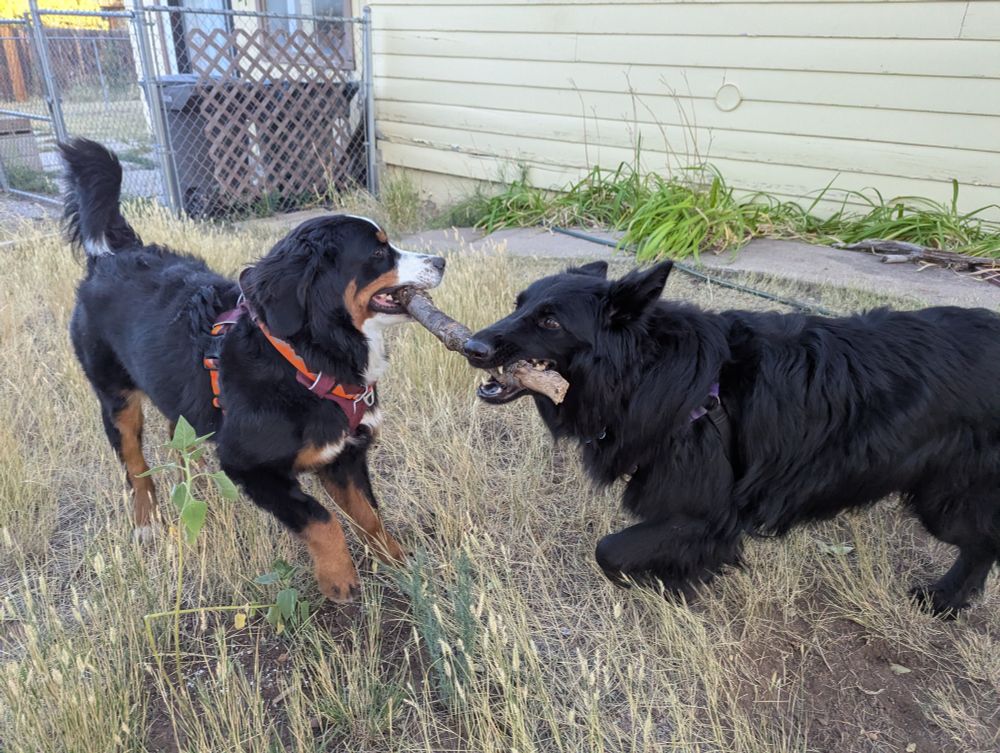 A Bernese mountain dog and a black German shepherd play tug of war with a stick
