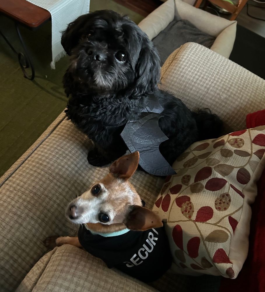 A black shih tzu wearing black wings sits on an oversized chair next to a sugar-faced tan chihuahua wearing a T-shirt that says “Security.”