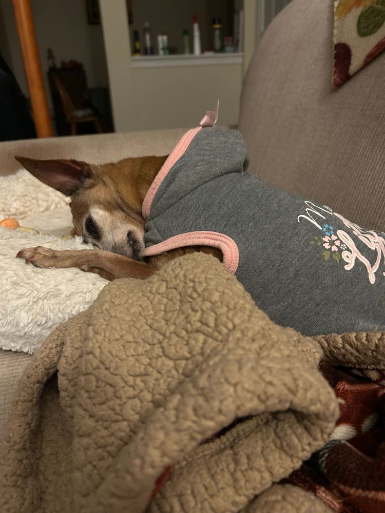 A sugar-faced tan chihuahua wearing a gray hoodie sleeps with her face buried in a fleece dog bed.