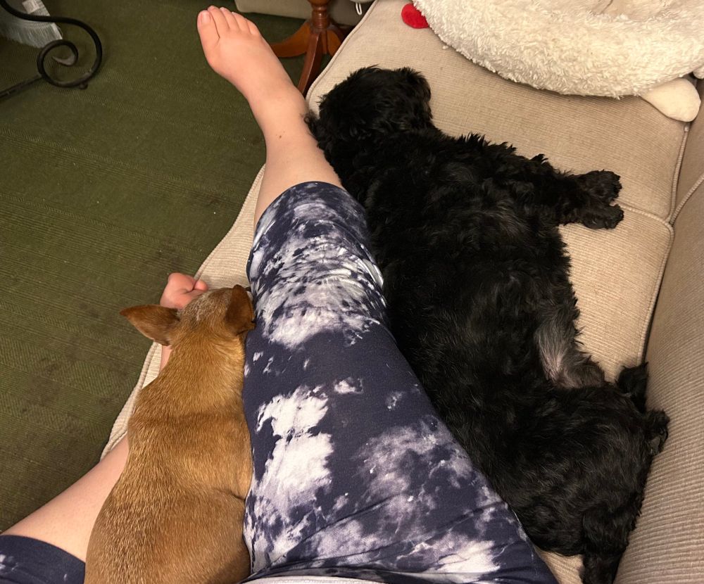A person sitting with two small dogs on a beige sofa. Only the person’s leg is visible. It is stretched out on the sofa. A tan chihuahua sleeps pressed up against the leg on one side. A black shih tzu mix sleeps pressed against it on the other side.