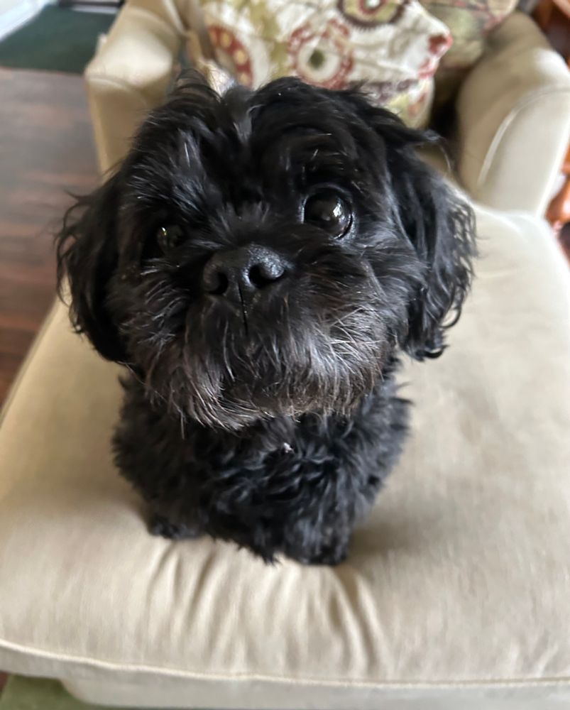 A black shih tzu mix sitting on a chair and looking toward the photographer with his head slightly tilted