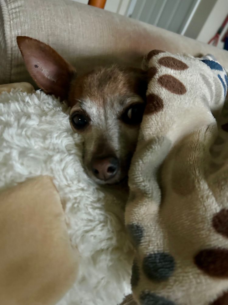 A sugar-faced tan chihuahua in a fleece dog bed snuggled under a fleece blanket. Her face is peeking out.