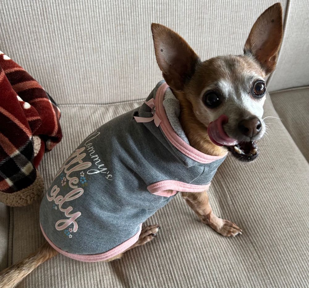A sugar-faced tan chihuahua in a gray hoodie sits on a beige sofa and looks at the camera while licking her lips.