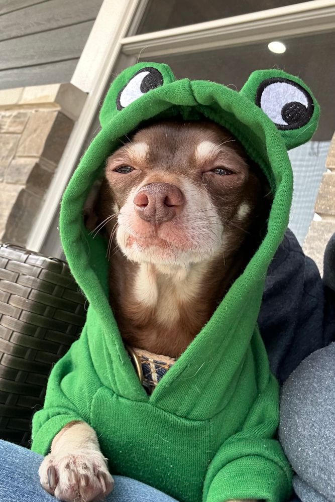 A brown and tan chihuahua in a frog sweatshirt gazing into the distance.