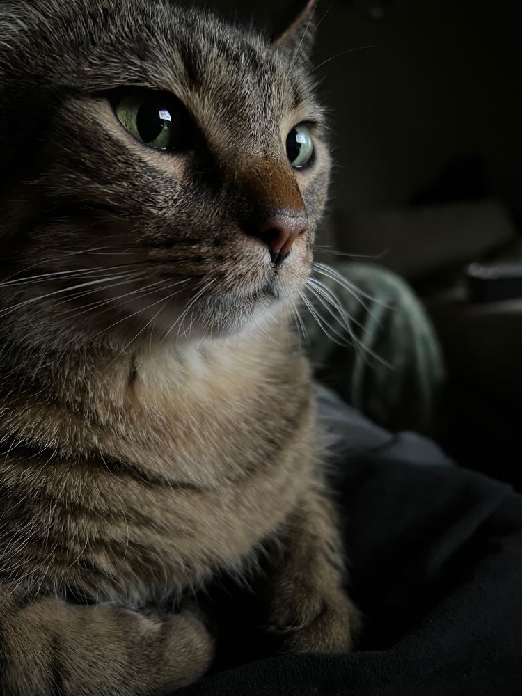 Picture of my kitty cat :)