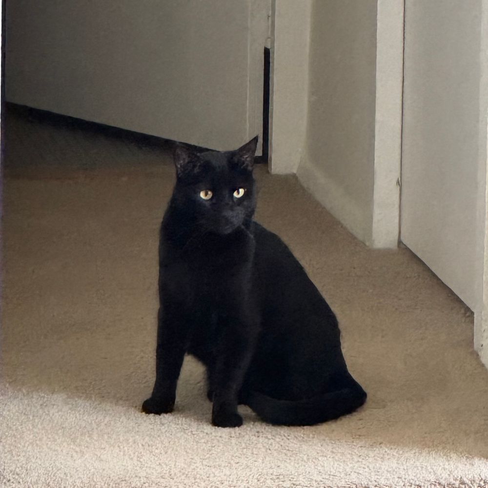my black cat Misu sitting in the hallway in a funny wide stance