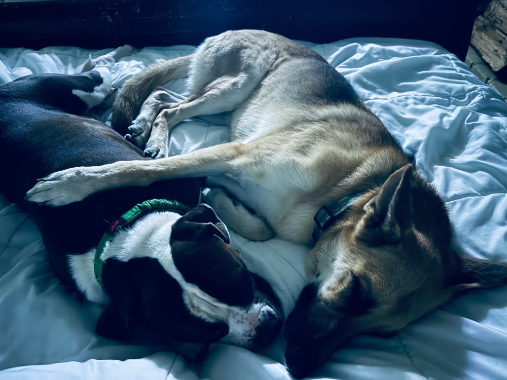 2 dogs sleeping, best friends