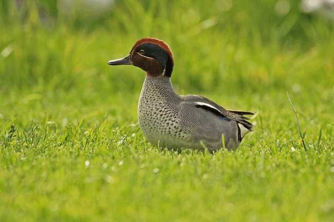 The Eurasian teal (Anas crecca) was one of the most affected species in Doñana marshes after the Pinatubo-induced catastrophic bifurcation.