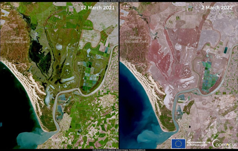 Dramatic change in the flooding extension in the Guadalquivir marshes among two consecutive years. This is normal. Source: Copernicus, https://www.copernicus.eu/
