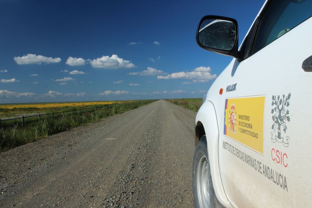 Best job in the world money can’t buy. Field work in Doñana, near Caracoles ranch. Author: Pablo Almaraz, CC BY 4.0