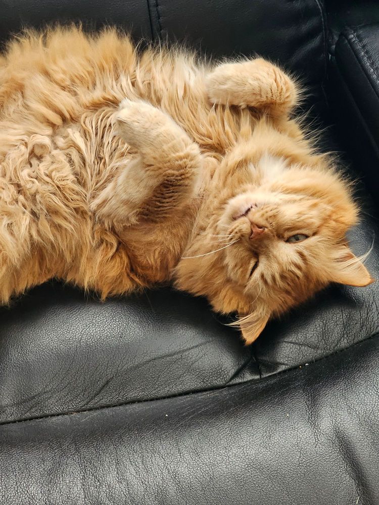 giant orange cat showing off him belly peeking out of almost closed eyes