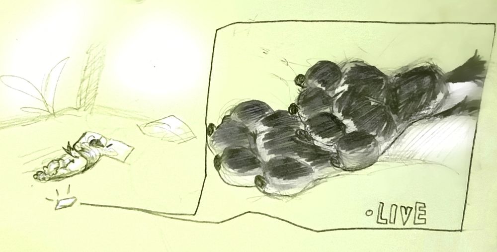 Brelly on her belly, drawing in her terrarium. A camera is set up to stream Brelly's hyena paws.