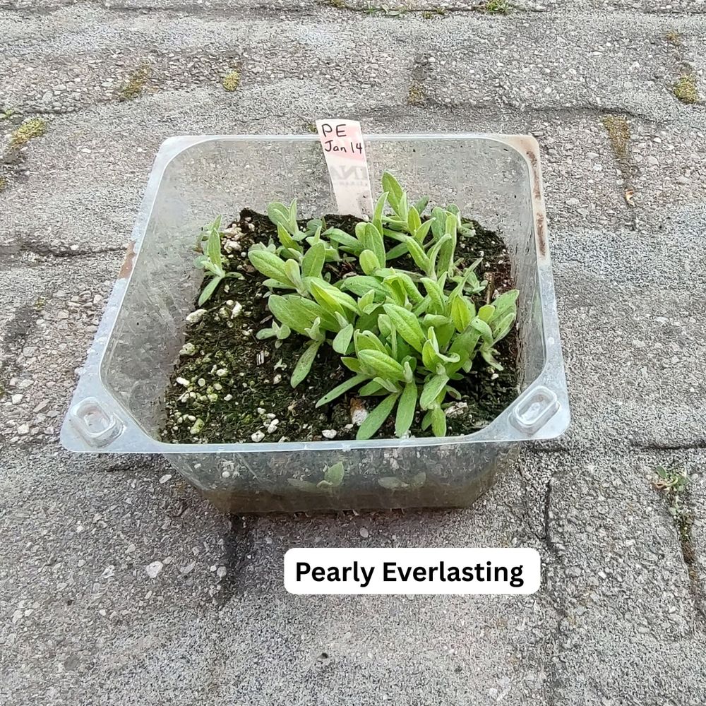 pearly everlasting sprouts