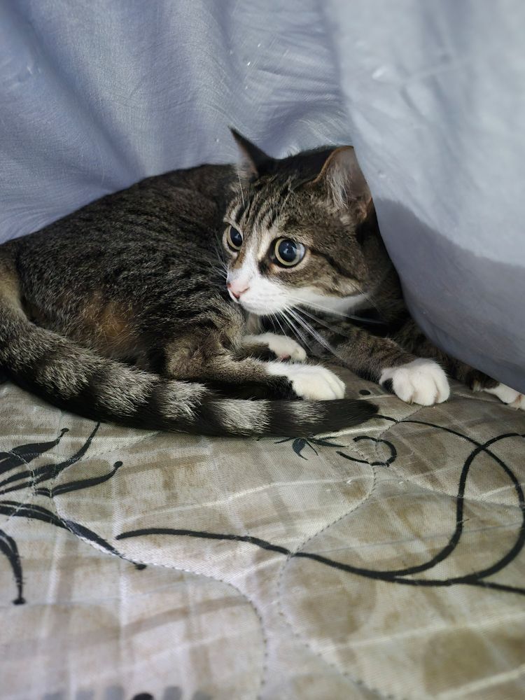 Foto da gata elena deitada debaixo do lençol com a pupila mt dilatada olhos enormes e brilhantes literalmente a gata mais fofa