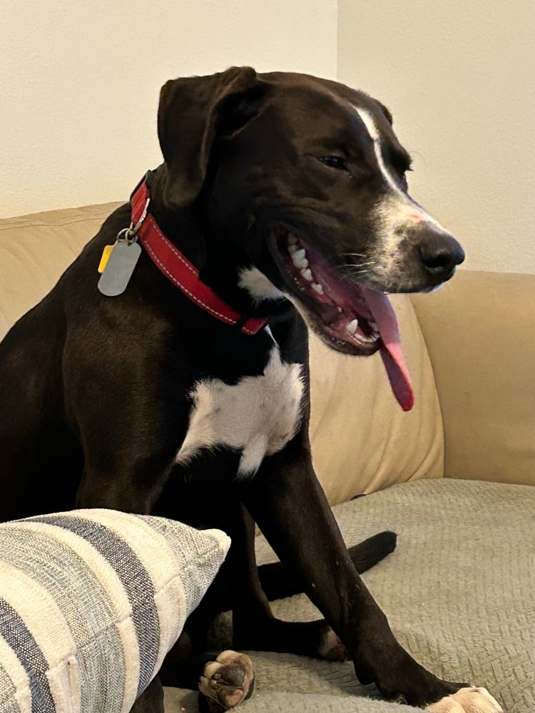 Black hound dog with white markings. Tongue hanging out his mouth. 