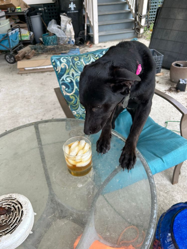 Black dog with back legs on a chair and front legs on a table with her nose sniffing a cocktail. 