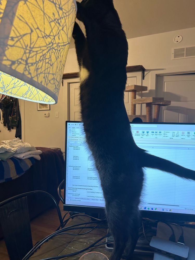 Black cat with a white spot on chest stretching up to a lamp and blocking a computer monitor. 