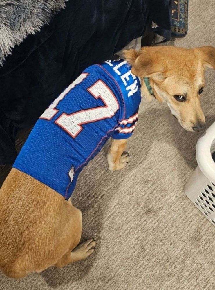 Carolina dog very unhappily wearing a Josh Allen jersey from the Buffalo Bills.