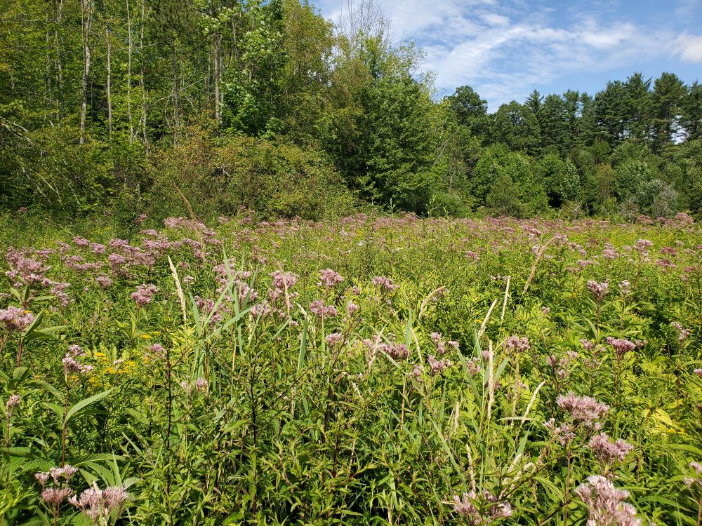 A field of purple wildflowers