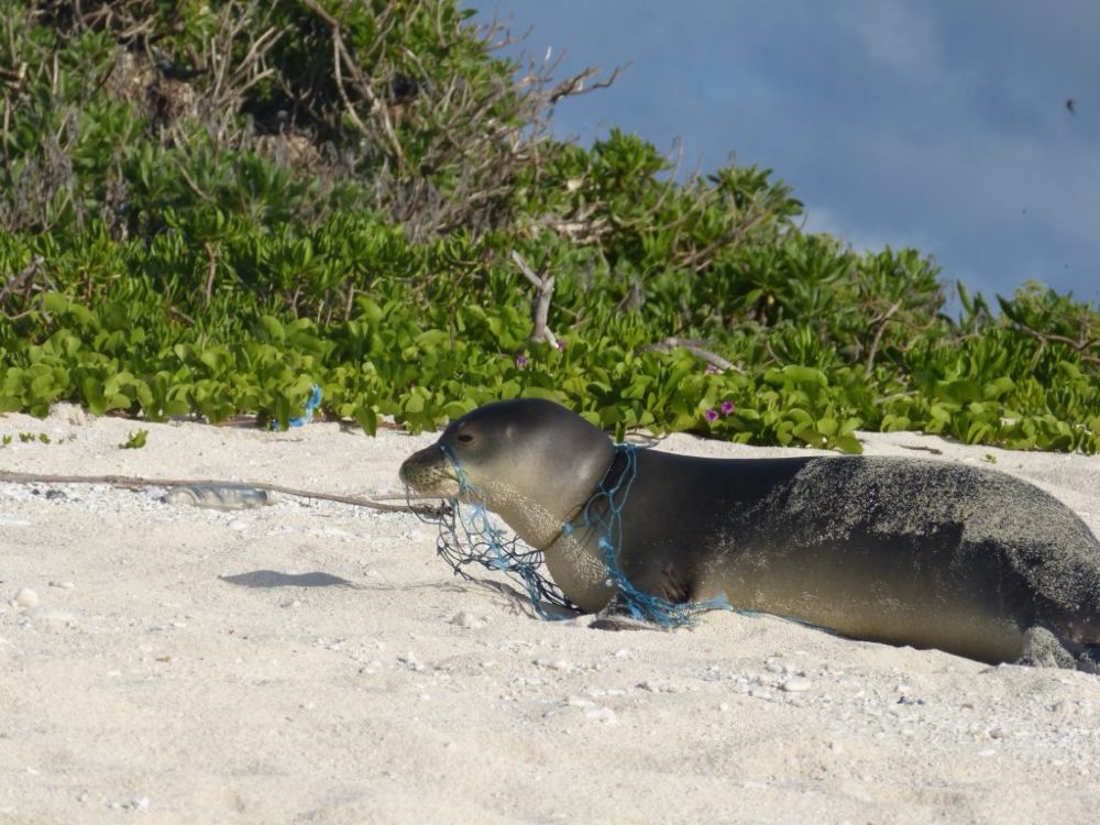 Study: Marine debris cleanup efforts benefit marine life at Papahānaumokuākea, reduce seal entanglements | Maui Now