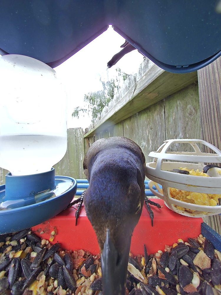 Certainly! Here is an accessibility description of the image you provided:

A close-up, eye-level photo of a bird at a feeder, taken from the feeder's perspective. The bird, which appears to be a Common Grackle, is facing directly toward the camera, making its glossy, dark, iridescent head and long pointed beak the focal point. The beak nearly touches the camera lens. Its body is mostly obscured by the close proximity, with both feet visible gripping the feeder. Below its beak, there is a mixture of bird seed in a red feeding tray. On the left, a water container is partially visible, and to the right, there is a caged ball of suet or seed. In the background, there is a weathered wooden fence and some foliage, with the roof of the feeder forming a blue border at the top of the image. The angle of the shot creates a somewhat humorous, curious, and up-close view of the bird mid-feeding.