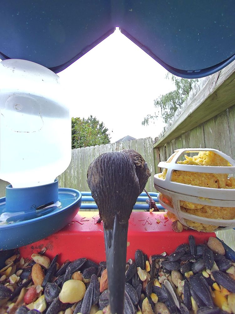**Image Description for Accessibility:**

The image shows a close-up, bird's-eye view from behind a bird perched at a bird feeder. The bird is facing away from the camera, so only its back, wings, and tail are visible. Its feathers are dark brown and its tail is long and straight. The feeder contains different types of bird food: on the left is a white water dispenser with a blue base, in the middle is a red ledge with black sunflower seeds and various nuts or grains scattered on it, and on the right, there is a rounded white cage holding a yellow suet cake. The background shows a wooden fence, some greenery, and the corner of a rooftop under a cloudy sky, partially sheltered by a blue top of the feeder. The overall setting is outdoor and appears to be a backyard or garden.