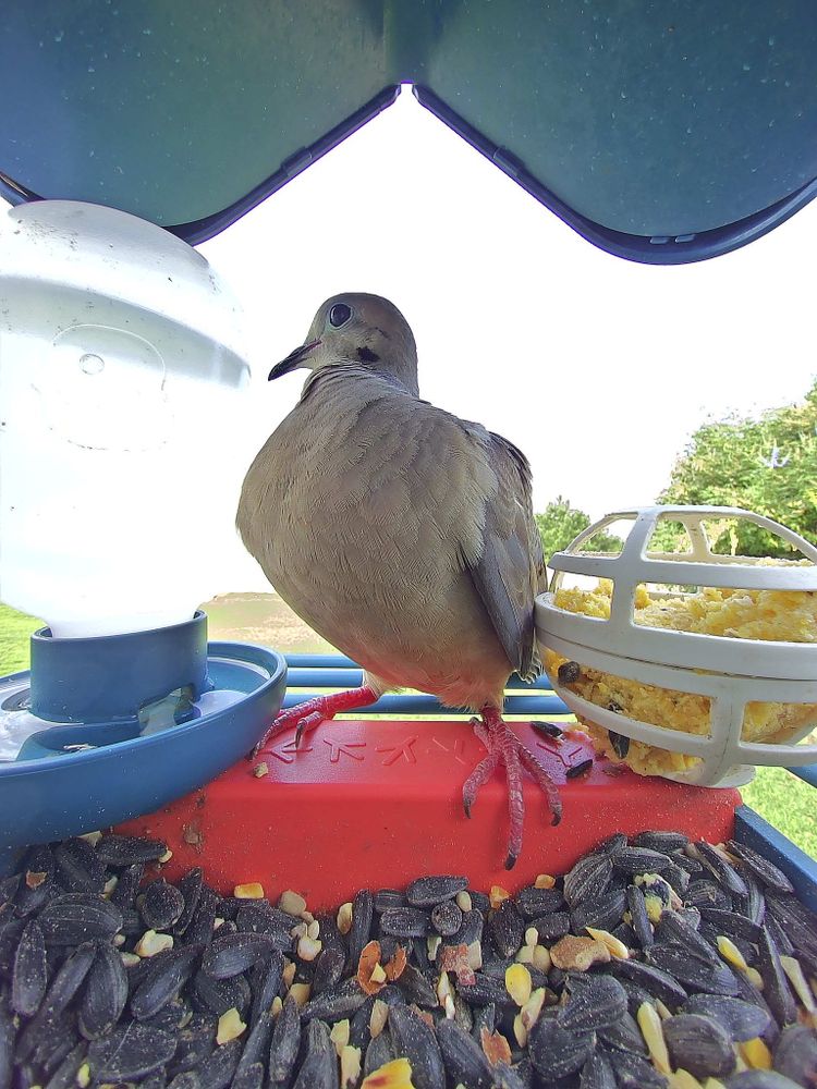 **Image Description for Accessibility:**

A close-up photo of a mourning dove perched at a bird feeder. The dove is facing to the left, with its head turned so one dark eye is visible. Its feathers are light brown and gray, and its pink feet grip a red plastic perch. The feeder tray below is filled with various seeds, including striped sunflower seeds and cracked corn. On the left side of the frame is a white water container, and on the right is a suet ball in a white plastic cage. In the background, there is a blurred view of green grass and trees under a bright sky, but the focus is on the bird at the feeder.