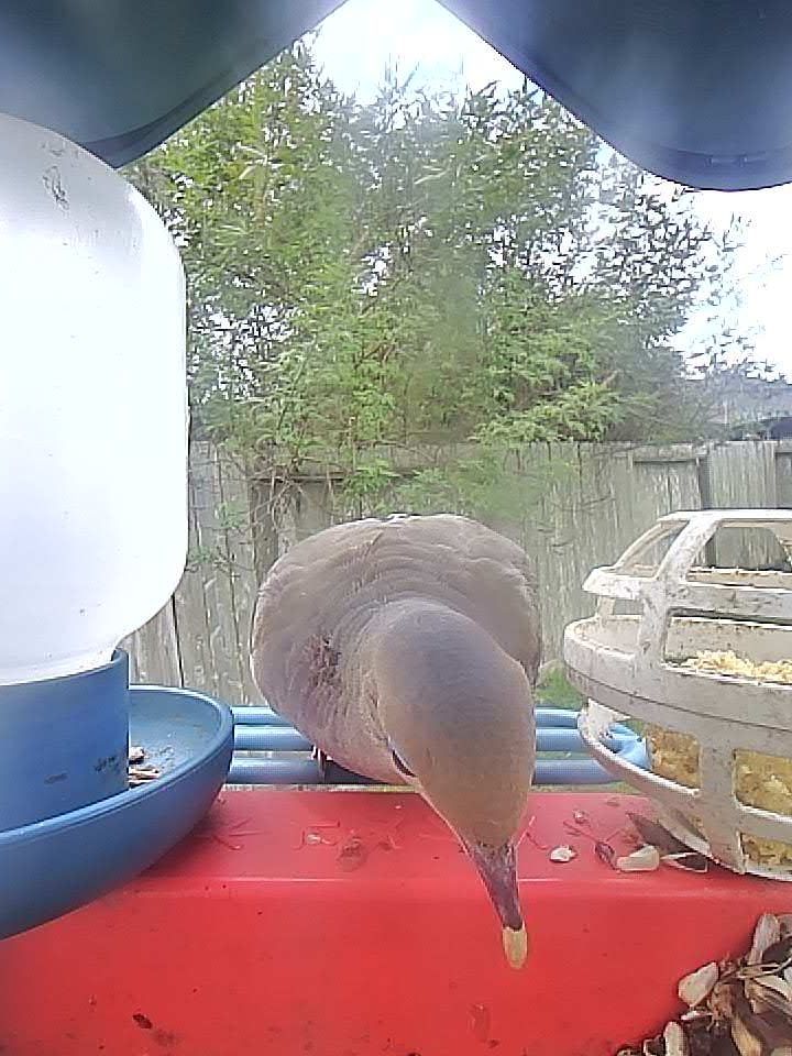 This image shows a close-up view of a bird feeder with a single bird visiting. The bird is a mourning dove, identifiable by its light brown, grayish plumage and slender shape. It is standing on the feeder's edge, leaning forward with its beak down, apparently picking up a piece of food. The feeder is red with blue trim, and there is a cylindrical water or seed container on the left, as well as a circular tray containing bird food on the right. In the background, there is a blurred view of a wooden fence and dense green trees or shrubs, indicating an outdoor, garden setting.
